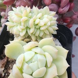 Crested Echeveria Rony Pick Up In Upland 1 Avail 