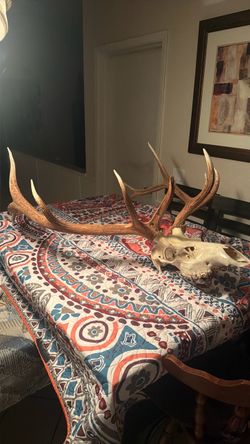 Elk Skull with Antlers European Mount