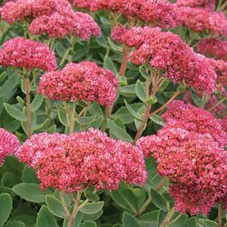 Autumn Fire Sedum Perennial Plants 