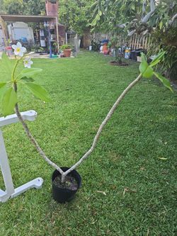 4 Feet high Plumeria $25.00