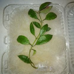 8" Snow Cap Lacunosa Hoya Cutting $9-Ship $3.50