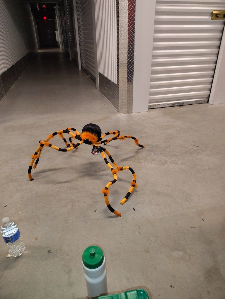 Spider