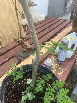 Moringa tree 3 foot tall