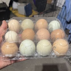 Fresh eggs