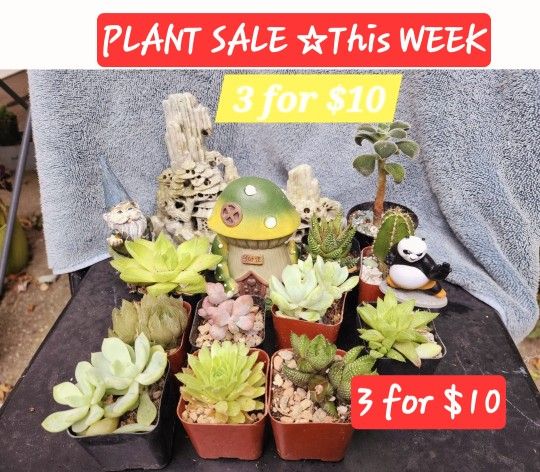 PLANT SALE SUNDAY IN SAN LORENZO 3 FOR $10 PLUS MANY MORE SUNDAY