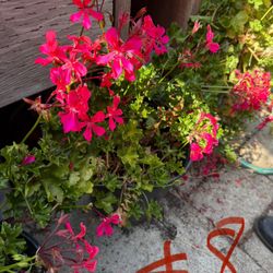 Geraniums 