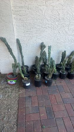 cereus monstrose cactus.