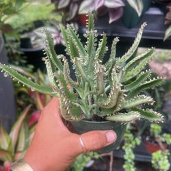 Cactus Plant