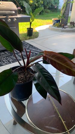 Philodendron