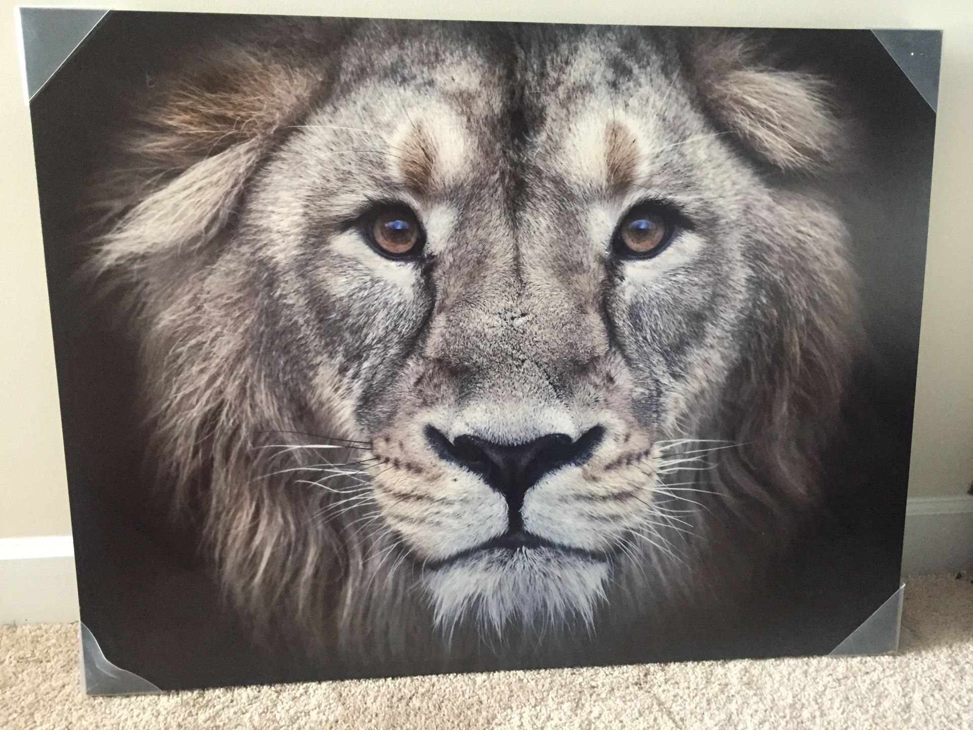 Lion painting 39.5” x 30.5”
