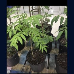 Sweet Star Fruit Averrhoa Carambola Plant Tree Fully Grown