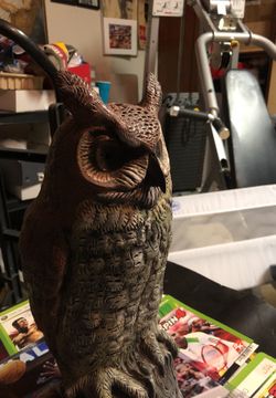 “The coyote scarer” If you have cats, perch this bad boy up.