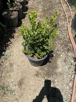 Boxwood 