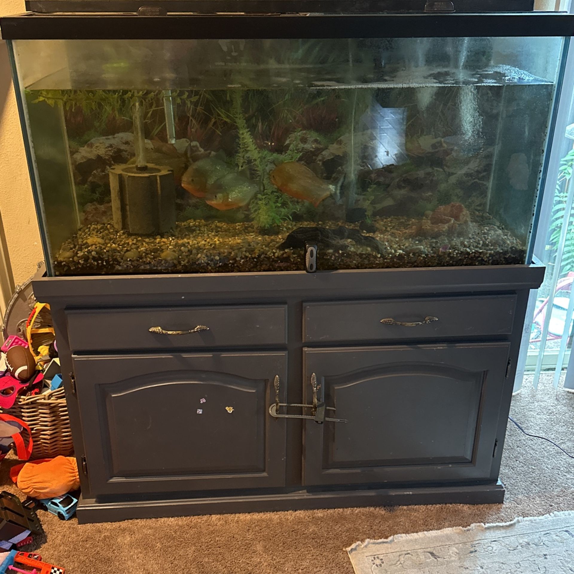 90 gallon piranha tank with four piranha