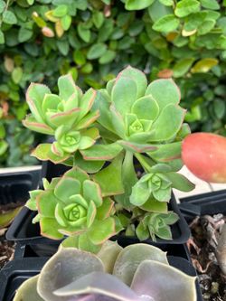 Succulents