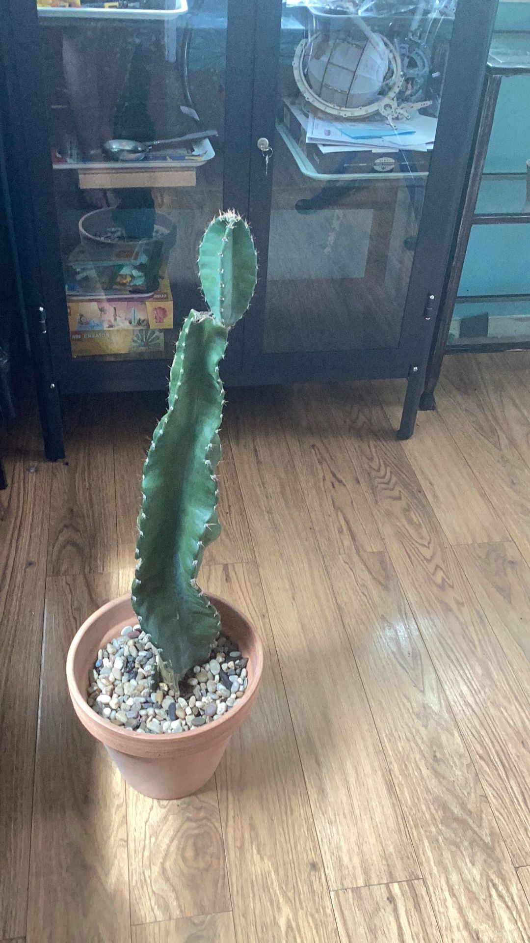 Cactus 