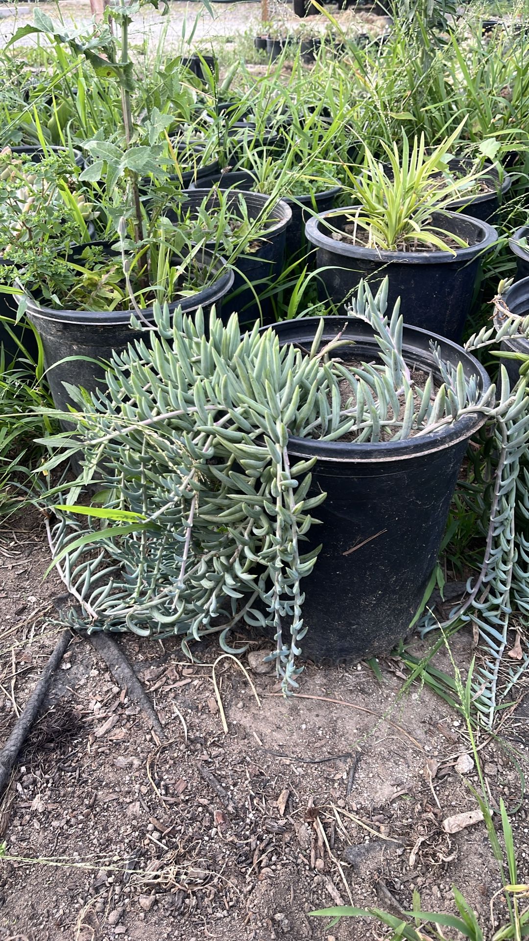 Fish hook plant