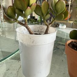 Jade Plant