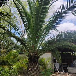 Canary Palm tree 🌴$1200