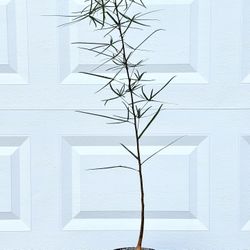 Brachychiton Rupestris/ Bottle Tree (Handmade Pot Included).   #B7