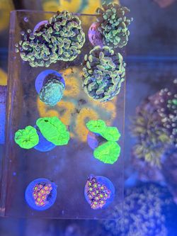 Coral frags