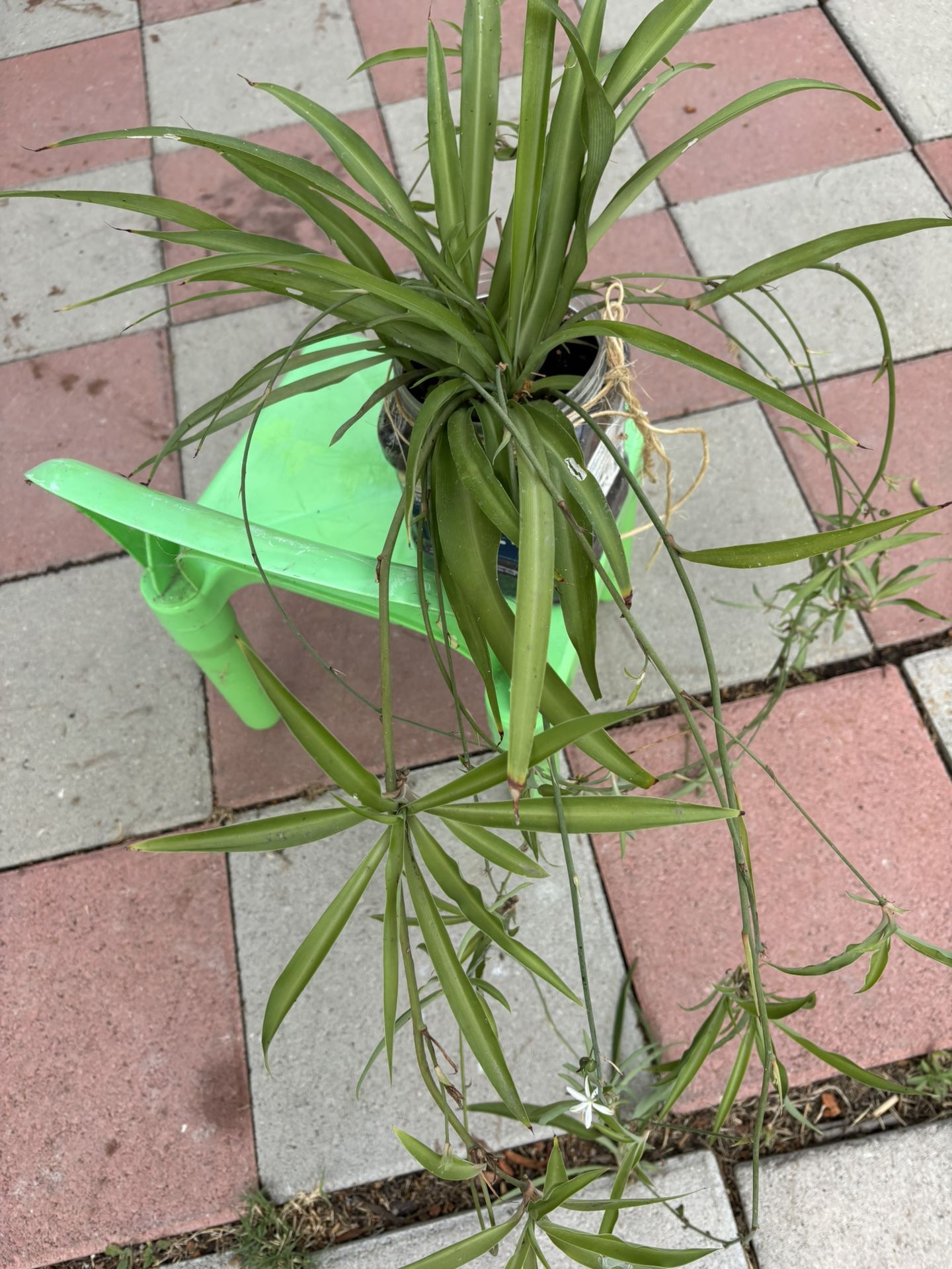 Spider Plant 12” Alto