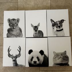 Set of 6 baby animal photos on canvas