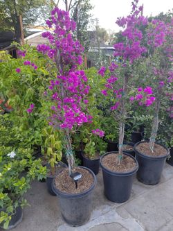 Bugambilia Morada 15gln 4ft