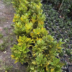 Croton Gold Dust 3 Gallon 