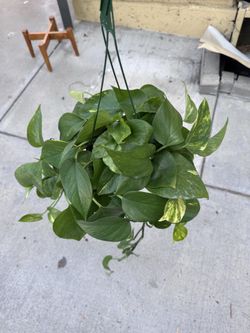 Pothos
