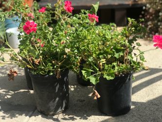 $3 Newly potted Pink geraniums