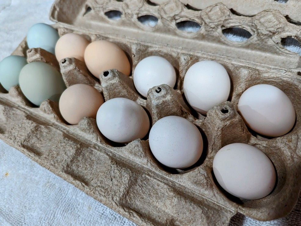 Dozen Fresh Chicken eggs.