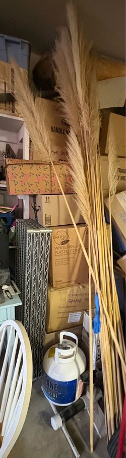 Dried Pompas Grass
