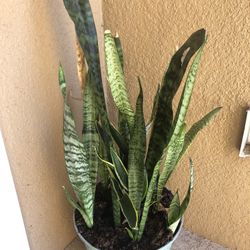 Snake Plant