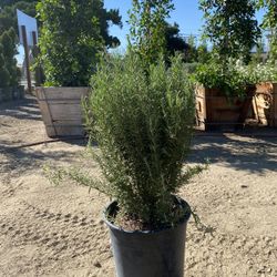 Rosemary Bush