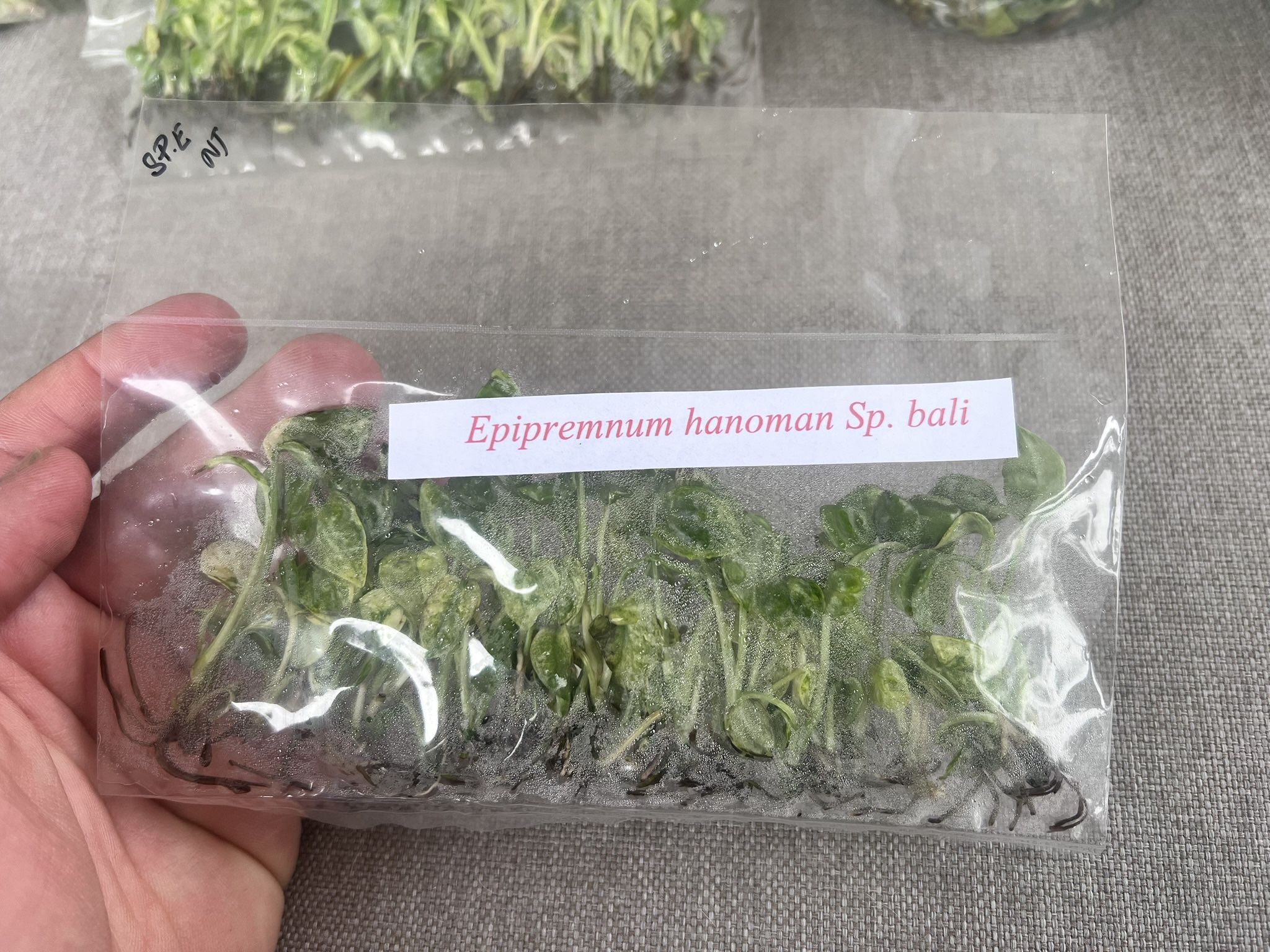 25 Epipremnum Hanoman Sp Bali Plantlets tissue