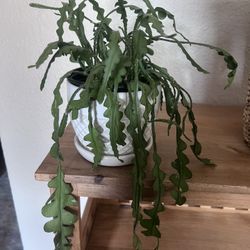 Plant In Pot - Cryprocereus