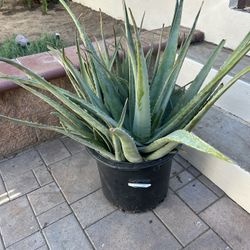 Huge Aloe Vera Plant