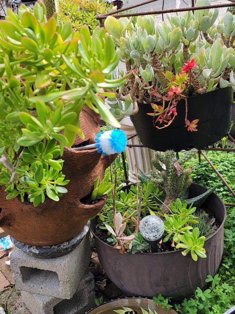 Plants Pots