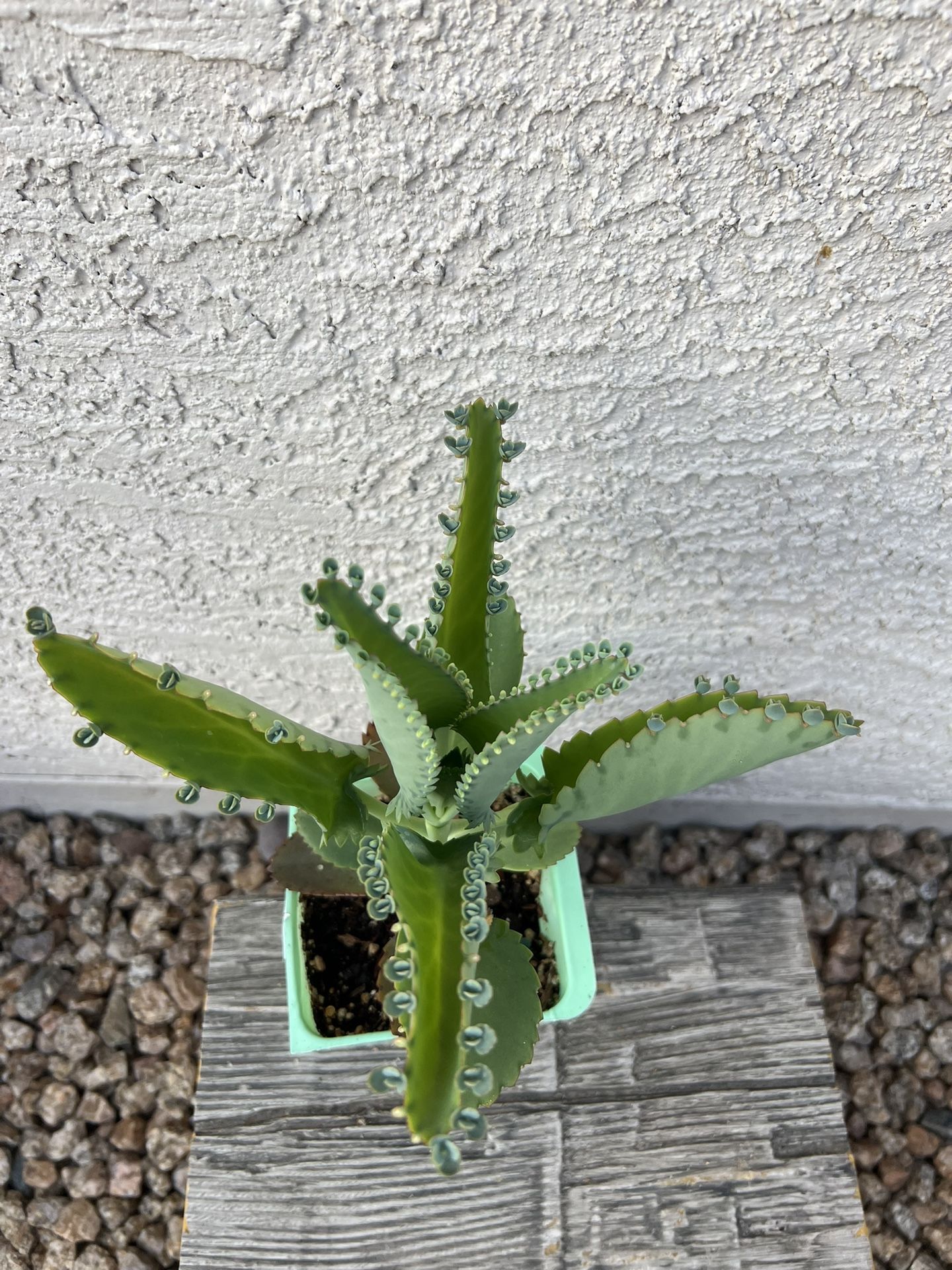 Kalanchoe Succulent