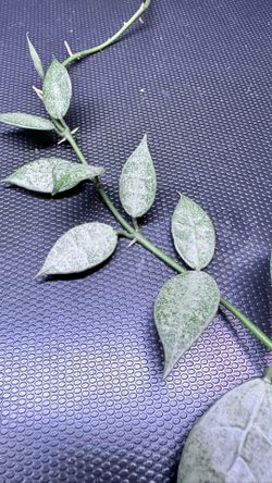 Hoya Lacunosa White Pearl 