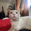 Alberto