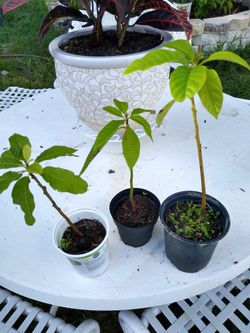 Small avocados trees