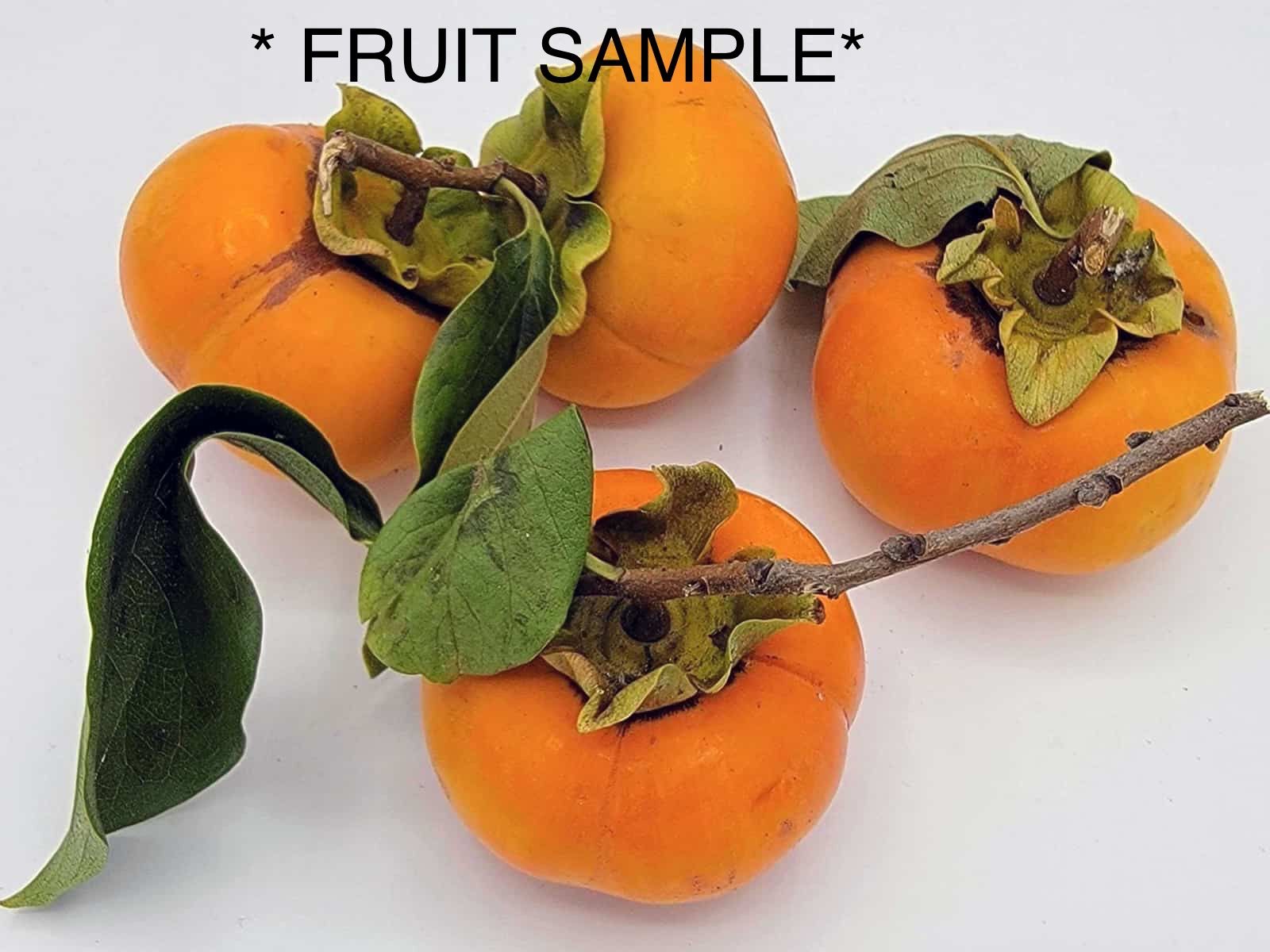 Fuyu Persimmon Plant