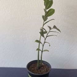 Tall Zz Plant In 7” Nursery Pot 