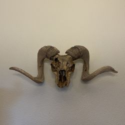 Vintage Ram Skull w/ Large Curved Horns Taxidermy Mount Decor 24” Length