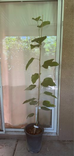 Pakistan White Mulberry Tree