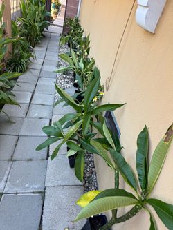 Plumeria
