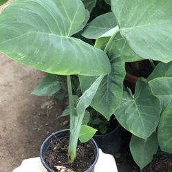 Planta Oreja De Elefante 🐘 De Curación De Jardín