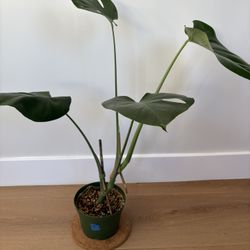 6 Inch Monstera Deliciosa Plant C